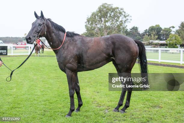The Black Leopard after winning the OâDonnells Transport Lakes Entrance Cup at Bairnsdale Racecourse on March 24, 2018 in Bairnsdale, Australia.
