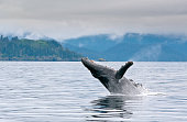 Breaching whale in the Alaskan sea