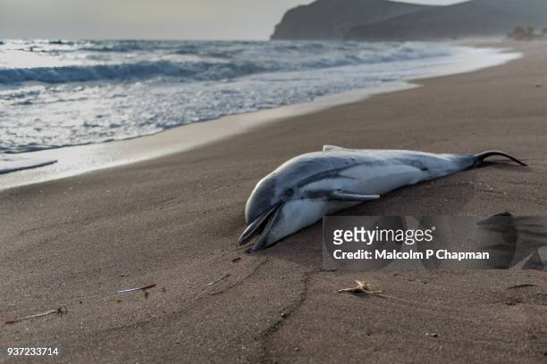 common dolphin, delphinus delphis, washed up on beach in greece.  the dead dolphin beached in high waves. - dead photos et images de collection