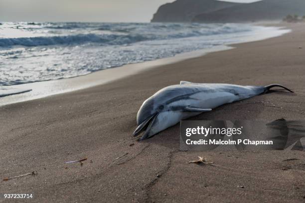 common dolphin, delphinus delphis, washed up on beach in greece.  the dead dolphin beached in high waves. - 萊斯博斯島 個照片及圖片檔