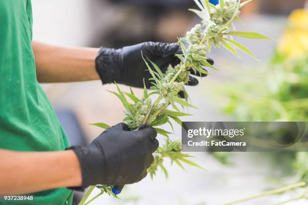 cannabis plants grow under artificial lights - cannabis business stock pictures, royalty-free photos & images