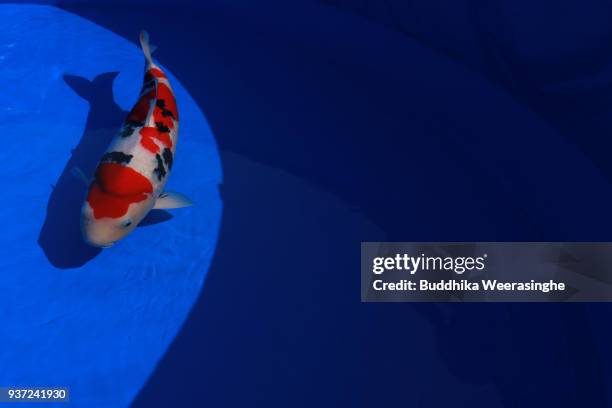 Winning Grand Champion carp swims in a portable pool during the 35th annual Nishikigoi All Japan Young Koi Show at Otemae Park on March 24, 2018 in...