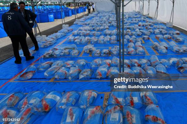 Crps swim in bags as judgers assess points during the 35th annual Nishikigoi All Japan Young Koi Show at Otemae Park on March 24, 2018 in Himeji,...