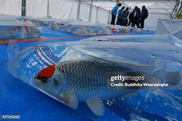 Carp swims in a bag as judgers assess points during the 35th annual Nishikigoi All Japan Young Koi Show at Otemae Park on March 24, 2018 in Himeji,...
