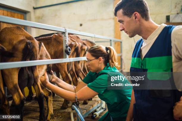 vétérinaires, examinant les pis de la chèvre - man milking woman photos et images de collection