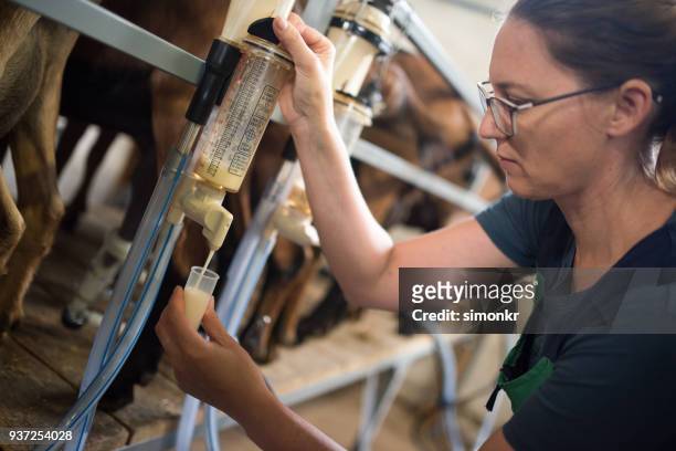 veterinarian taking goat milk sample - milking machine stock pictures, royalty-free photos & images