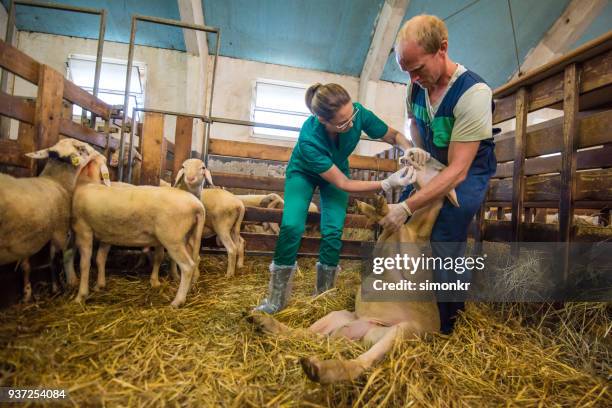 veterinários examinando ovelhas no celeiro - sapato cor de creme - fotografias e filmes do acervo