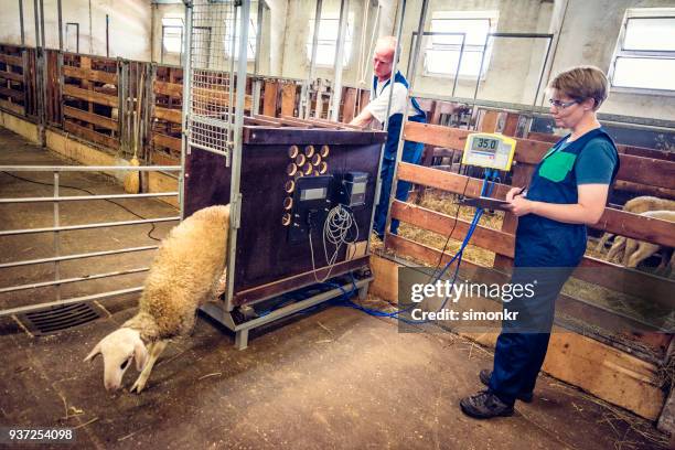 veterinarians checking weight of sheep in barn - animal scale imagens e fotografias de stock