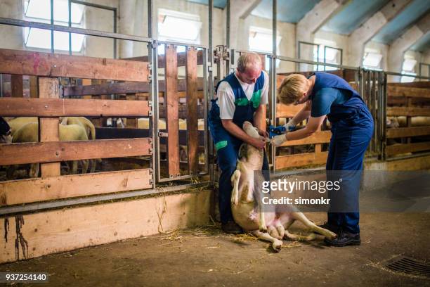 veterinarians tagging sheep - wildlife tracking tag stock pictures, royalty-free photos & images