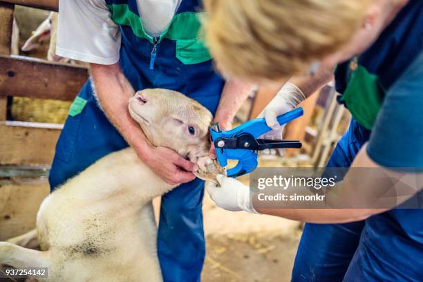 veterinarians tagging sheep - wildlife tracking tag stock pictures, royalty-free photos & images