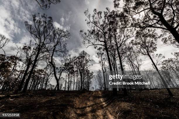 Burnt bushland in Tathra, Australia, on March 24, 2018 . A bushfire which started on 18 March destroyed 65 houses, 35 caravans and cabins, and...