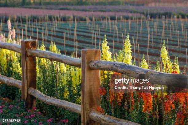 snapdragon by fence - cerise stockfoto's en -beelden