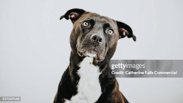 black dog against white backdrop - mixed breed dog stock pictures, royalty-free photos & images