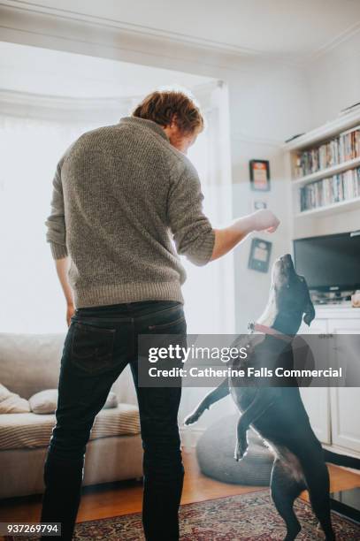 man and dog - cute dog with man stock pictures, royalty-free photos & images