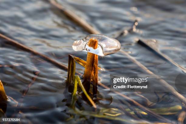 ice formations during wintertime - haarlemmermeer stock pictures, royalty-free photos & images