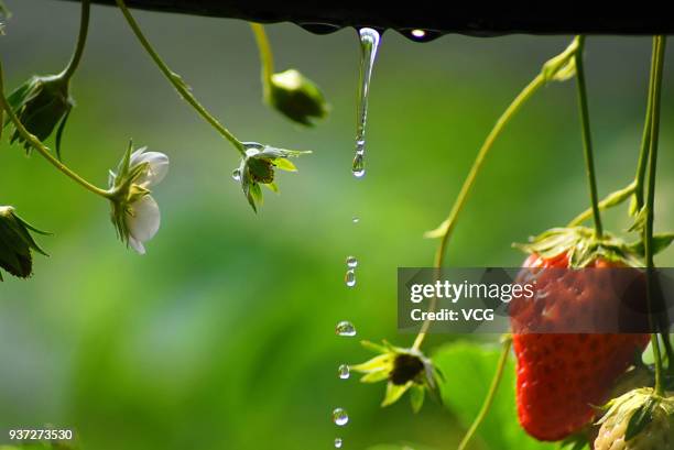 The drip irrigation facility is seen at a strawberry greenhouse of Yiyuan County on March 23, 2018 in Zibo, Shandong Province of China. More than...