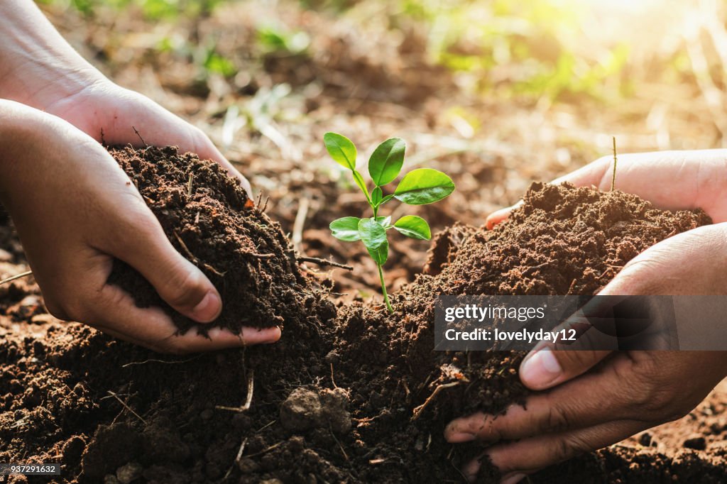 Hand mater and child helping planting small tree in garden. concept ecology
