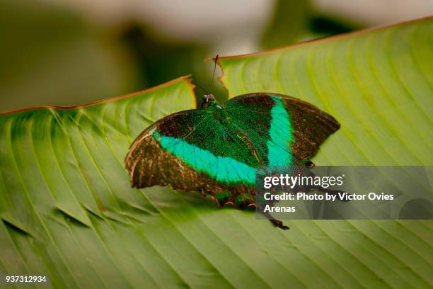 papilio palinurus butterfly, emerald swallowtail or green banded peacock - emerald swallowtail stockfoto's en -beelden