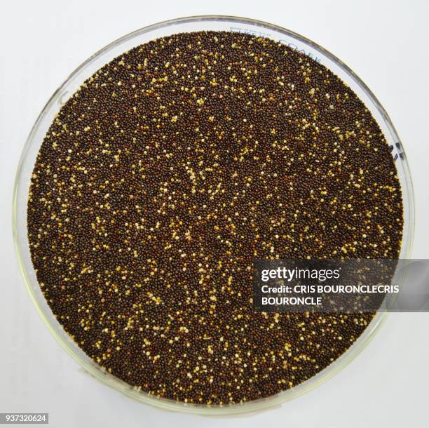 Closeup of a petry dish containing kiwicha negra, a variety of Andean grain considered a "superfood", pictured at the food lab of La Molina National...