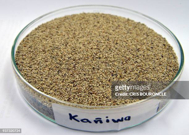 Closeup of a petry dish containing kaniwa rosada, a variety of Andean grain considered a "superfood", pictured at the food lab of La Molina National...