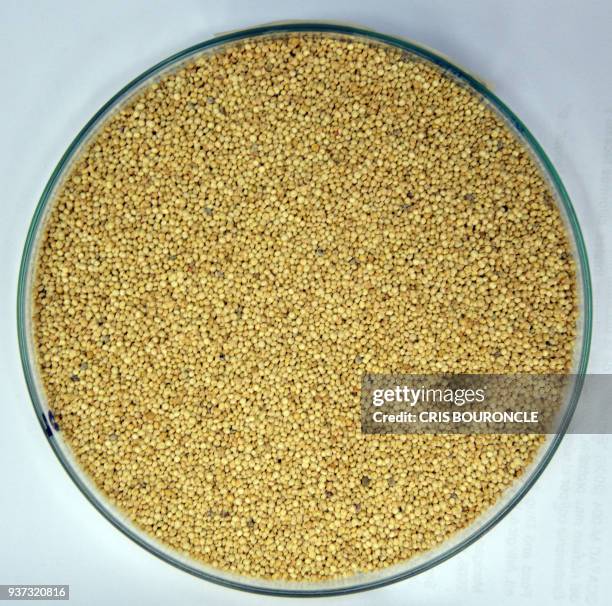 Closeup of a petry dish containing quinua crema, a variety of Andean grain considered a "superfood", pictured at the food lab of La Molina National...