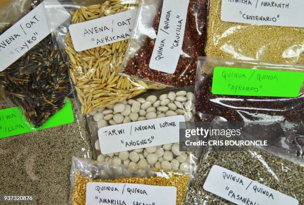 An array of Andean ingredients considered "superfoods", are pictured at the food lab of La Molina National Agrarian University, in Lima, on January...