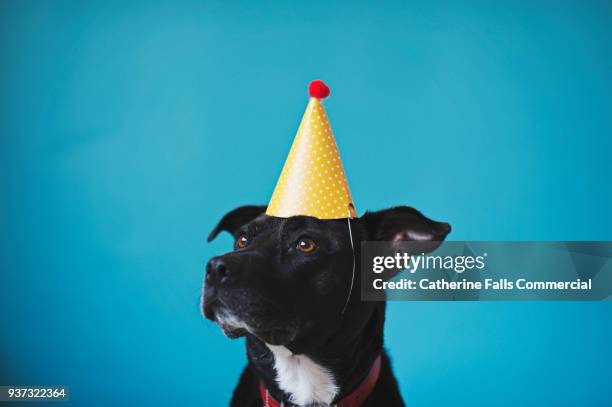black dog against blue backdrop in birthday hat - blauer hut stock-fotos und bilder