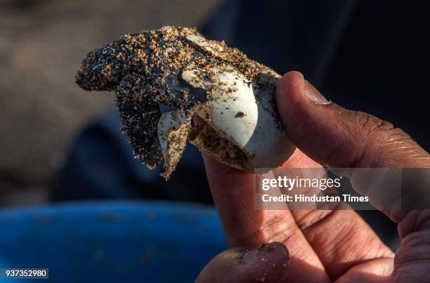 After a gap of 20 years, Mumbai's Versova beach turned an Olive Ridley turtles nesting site once more with the discovery of several hatched turtle...