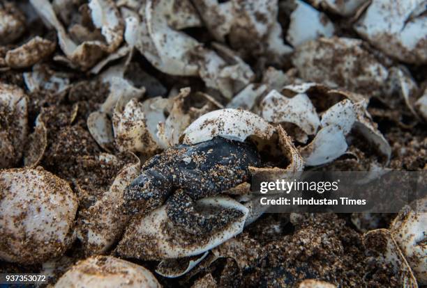 After a gap of 20 years, Mumbai's Versova beach turned an Olive Ridley turtles nesting site once more with the discovery of several hatched turtle...