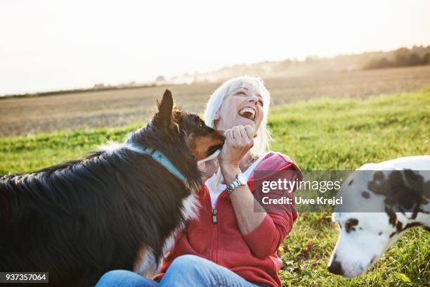 mature woman playing with dogs - dalmatiner stock-fotos und bilder