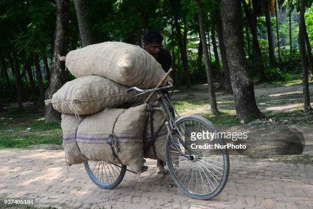 Bangladeshi workers carry potato's bags by bicycle after harvesting potato from the fields in Munshiganj near Dhaka, Bangladesh on March 24, 2018.