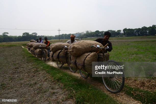 Bangladeshi workers carry potato's bags by bicycle after harvesting potato from the fields in Munshiganj near Dhaka, Bangladesh on March 24, 2018.