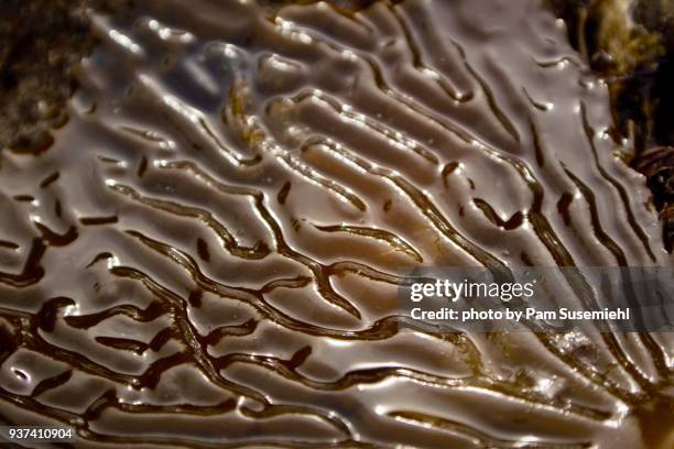 brown algae in water