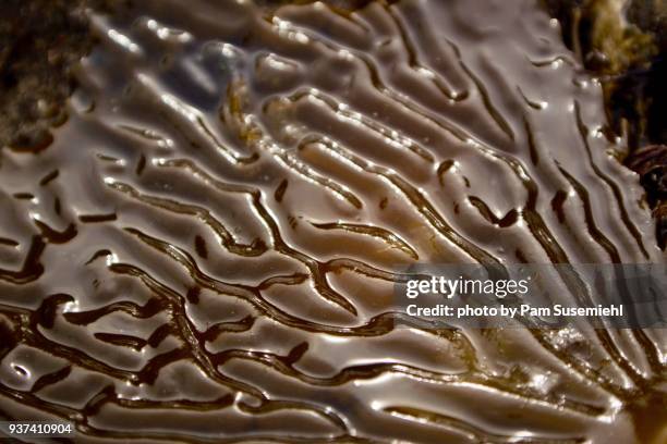 extreme close up of ridged giant kelp blade - ribbed stock pictures, royalty-free photos & images