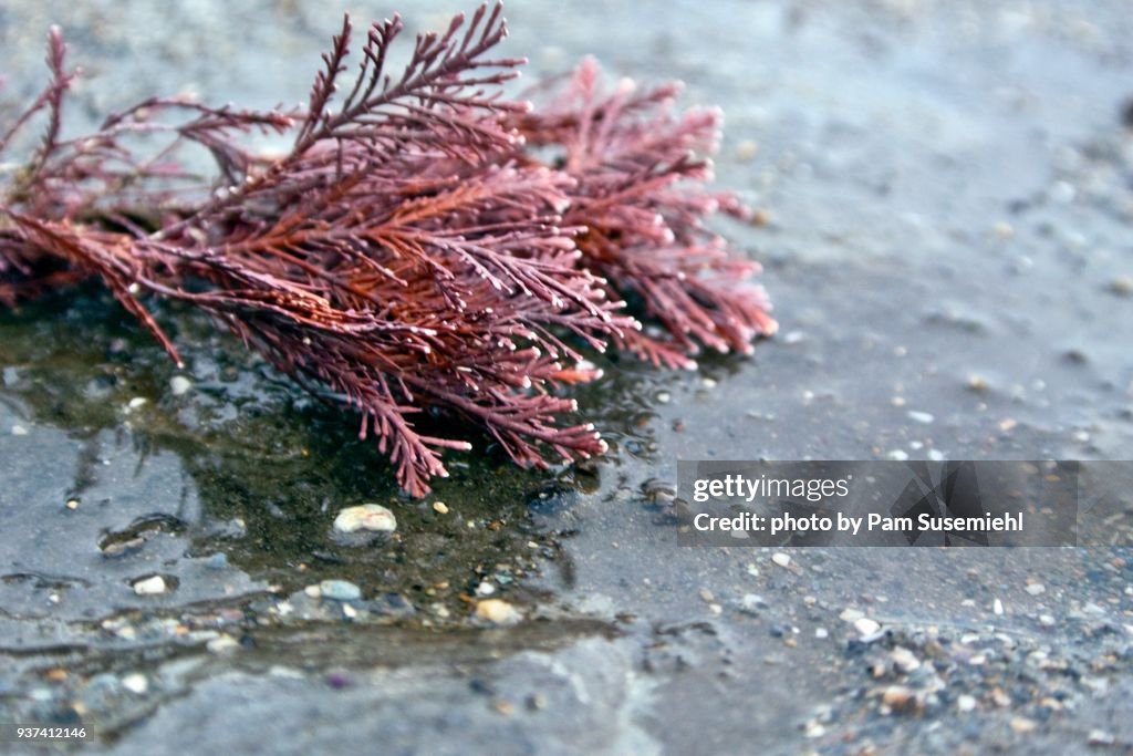 Close-up of Red Coralline Algae
