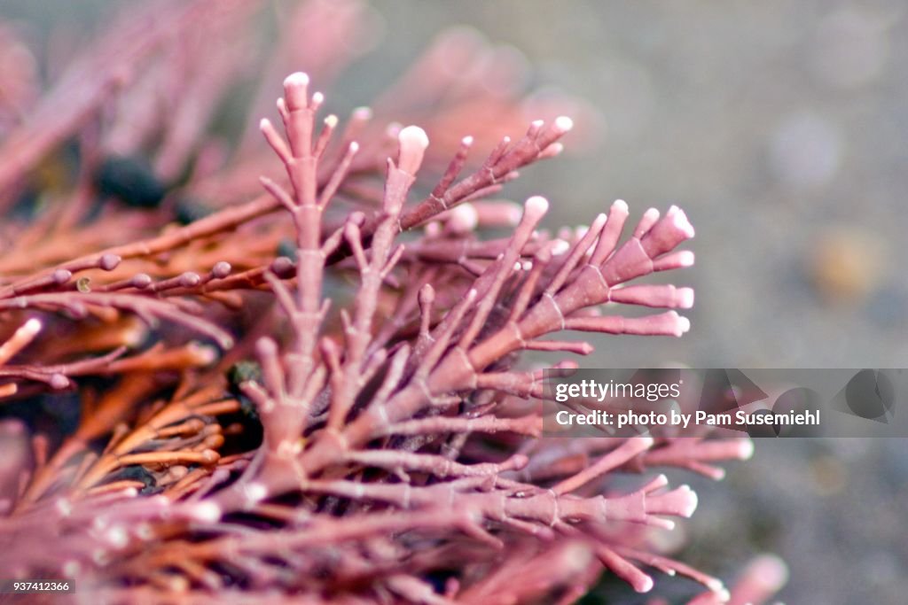 Extreme Close-up of Red Coralline Algae