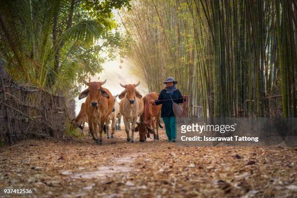 the cows going to home. - asian ox stockfoto's en -beelden