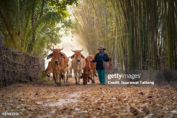 the cows going to home. - asian ox 個照片�及圖片檔