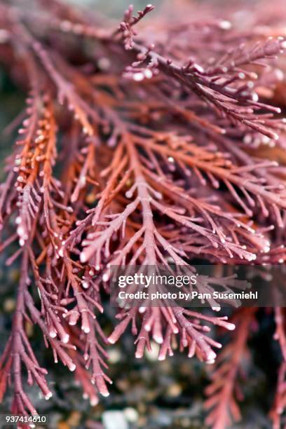extreme close-up of red coralline algae - coralline red algae stock pictures, royalty-free photos & images