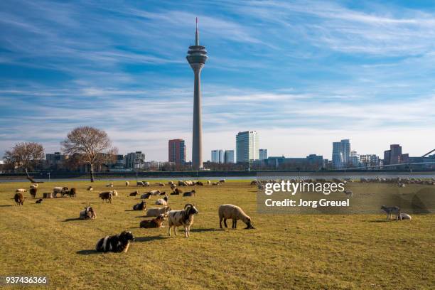 düsseldorf skyline - north rhine westphalia stock-fotos und bilder