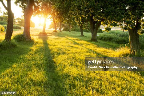 hello sunshine - garden landscape stock-fotos und bilder