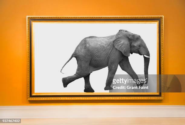 large photograph of elephant hanging on wall in frame. - exposition wall ストックフォトと画像