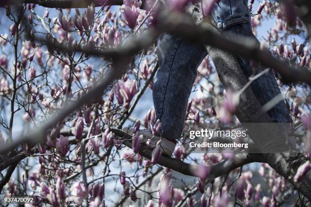 Demonstrator stands in a cherry blossom to listen to speeches on Pennsylvania Avenue during the March For Our Lives in Washington, D.C., U.S., on...