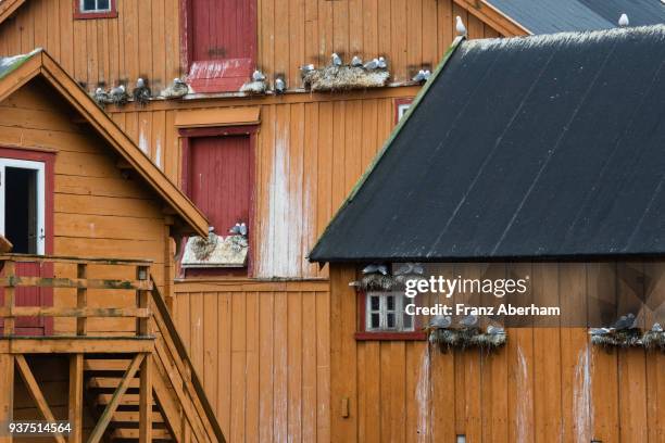 kittiwakes nesting on old storehouses, vardö, varanger peninsula, norway - comté de troms photos et images de collection
