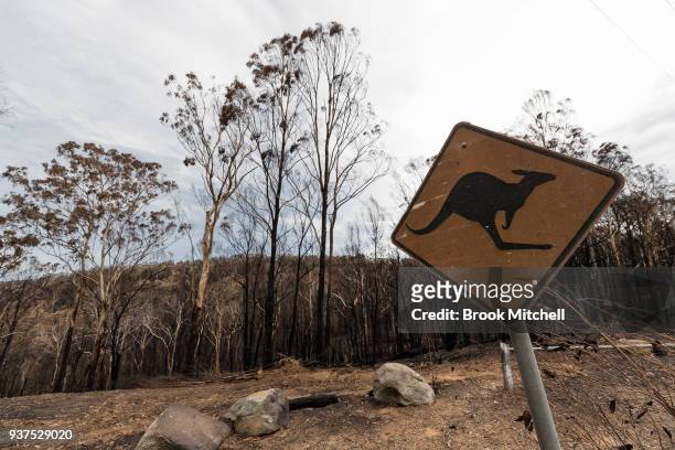 Burnt bushland on Thompsons Drive on March 25, 2018 in Tathra, Australia. A bushfire which started on 18 March destroyed 65 houses, 35 caravans and...