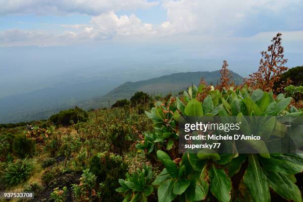 view on the volcanic landscapes of the virunga mountains through afroalpine vegetation - ゴマ市 ストックフォトと画像