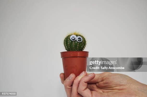 hand holding a cactus plant - googly eyes stock pictures, royalty-free photos & images