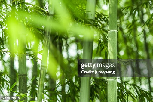 Bamboo forest Bamboo forest