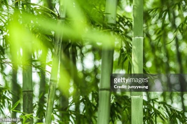 bamboo forest - bamboo material - fotografias e filmes do acervo