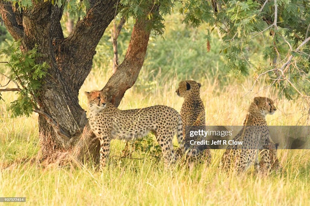 Four cheetahs in the bush of Africa under a tree